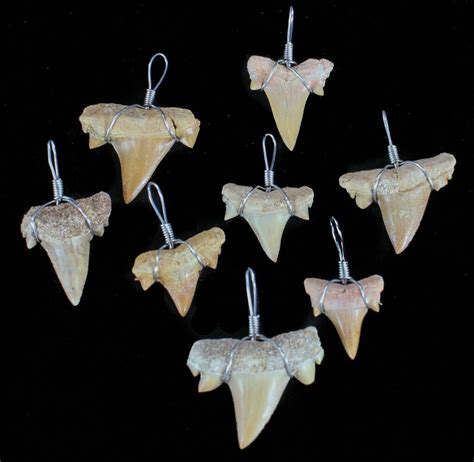 fossil shark teeth wholesale